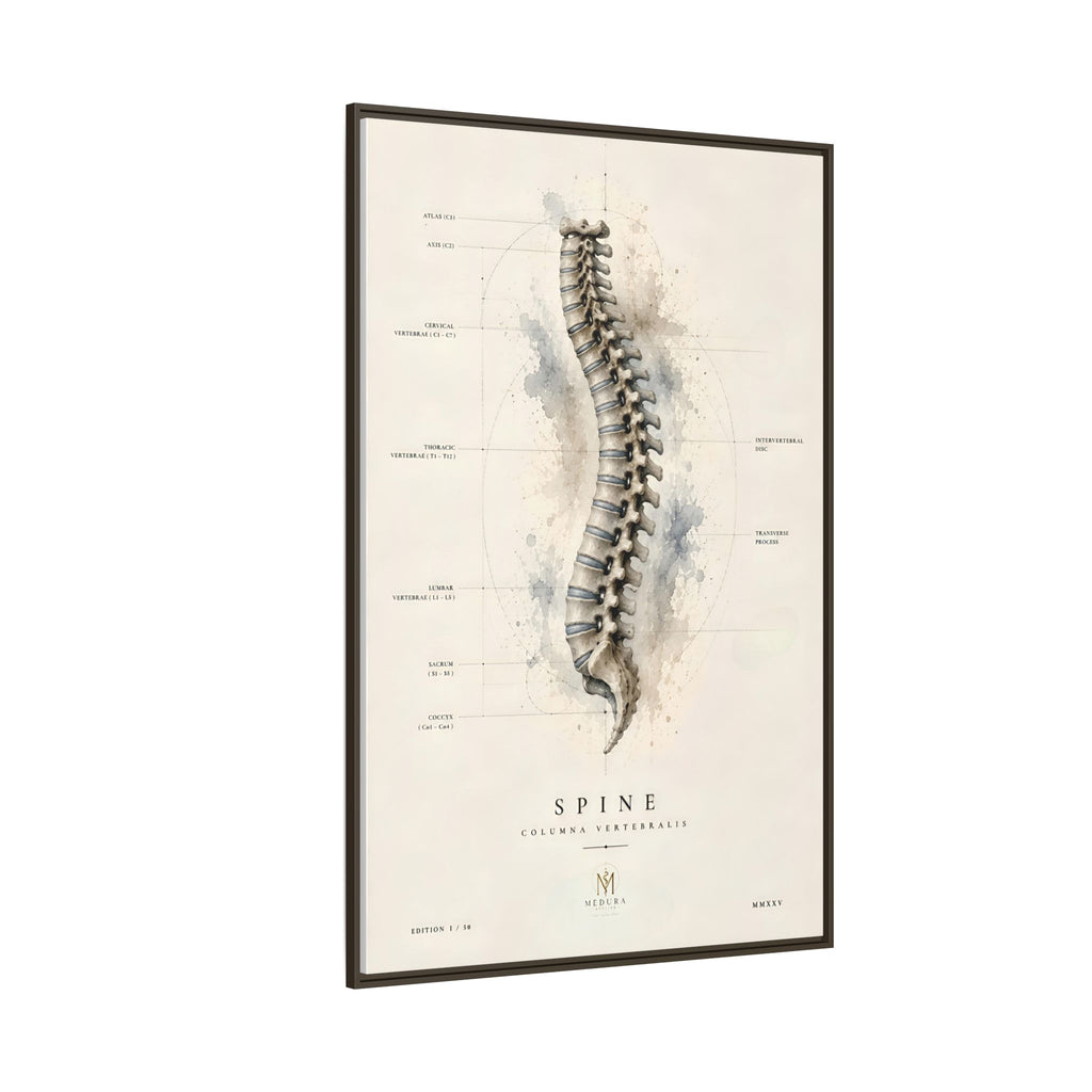 Anatomical Spine Wall Art | Luxury Vertebral Column Canvas Print | Museum-Inspired Fine Art