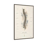 Anatomical Spine Wall Art | Luxury Vertebral Column Canvas Print | Museum-Inspired Fine Art