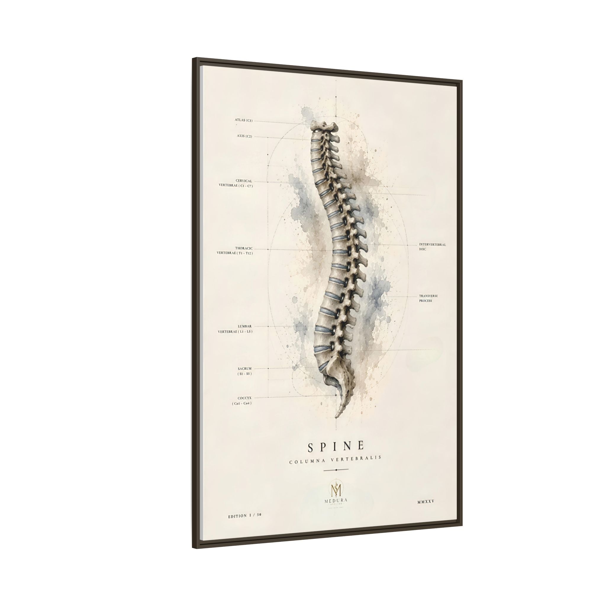 Anatomical Spine Wall Art | Luxury Vertebral Column Canvas Print | Museum-Inspired Fine Art