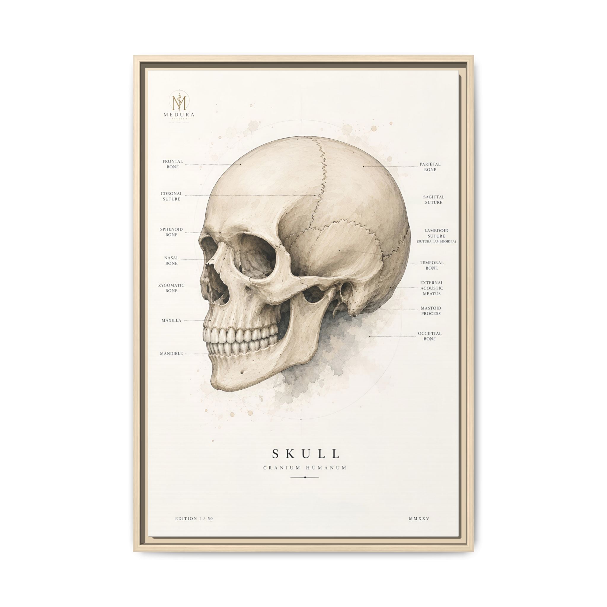 Anatomical Skull Wall Art | Luxury Medical Canvas Print | Museum-Inspired Fine Art