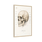 Anatomical Skull Wall Art | Luxury Medical Canvas Print | Museum-Inspired Fine Art