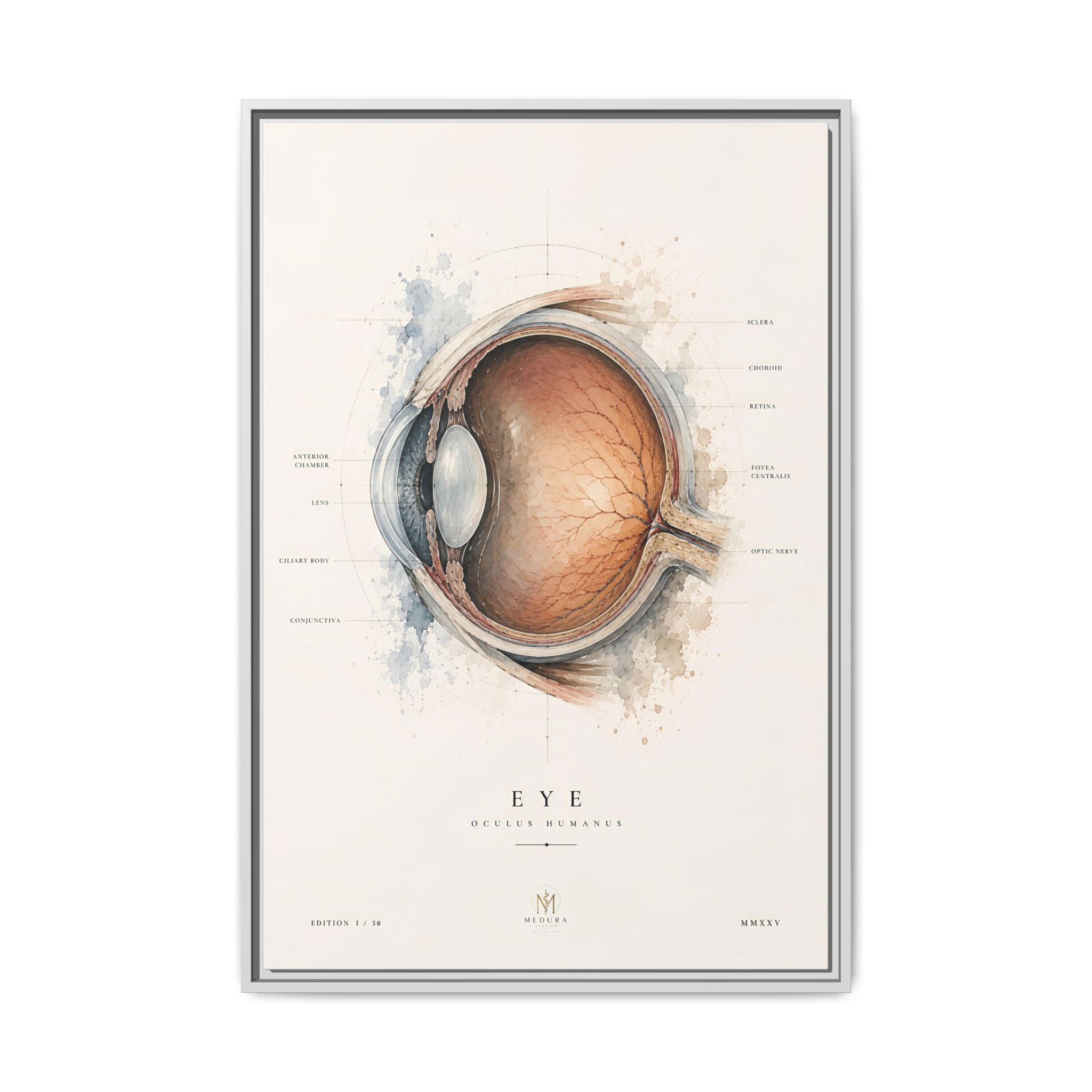 Anatomical Eye Canvas Print | Luxury Ophthalmology Wall Art | Museum-Inspired Medical Decor