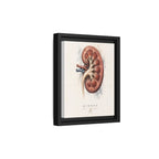 Anatomical Kidney Wall Art | Luxury Nephrology Canvas Print | Museum-Inspired Fine Art