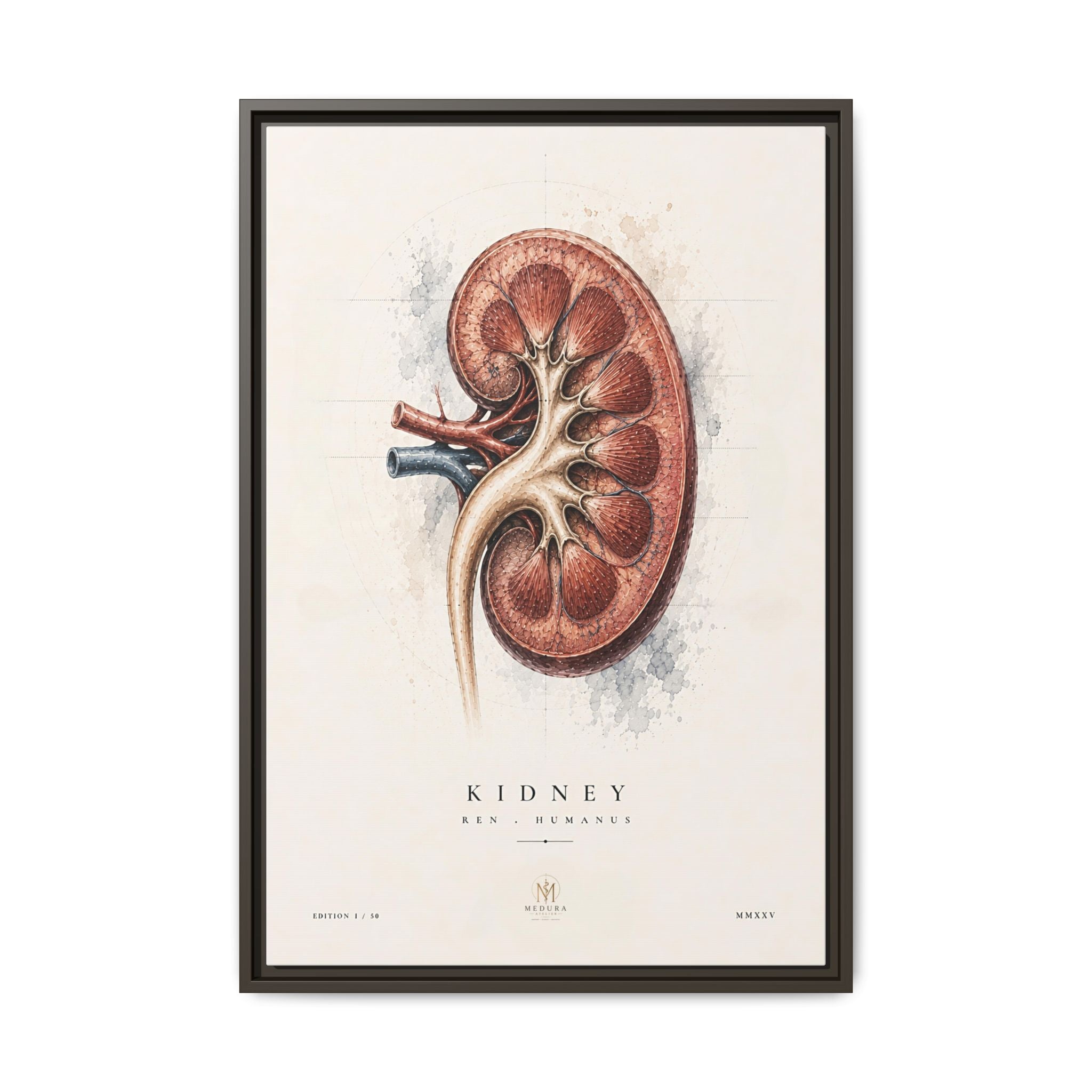 Anatomical Kidney Wall Art | Luxury Nephrology Canvas Print | Museum-Inspired Fine Art