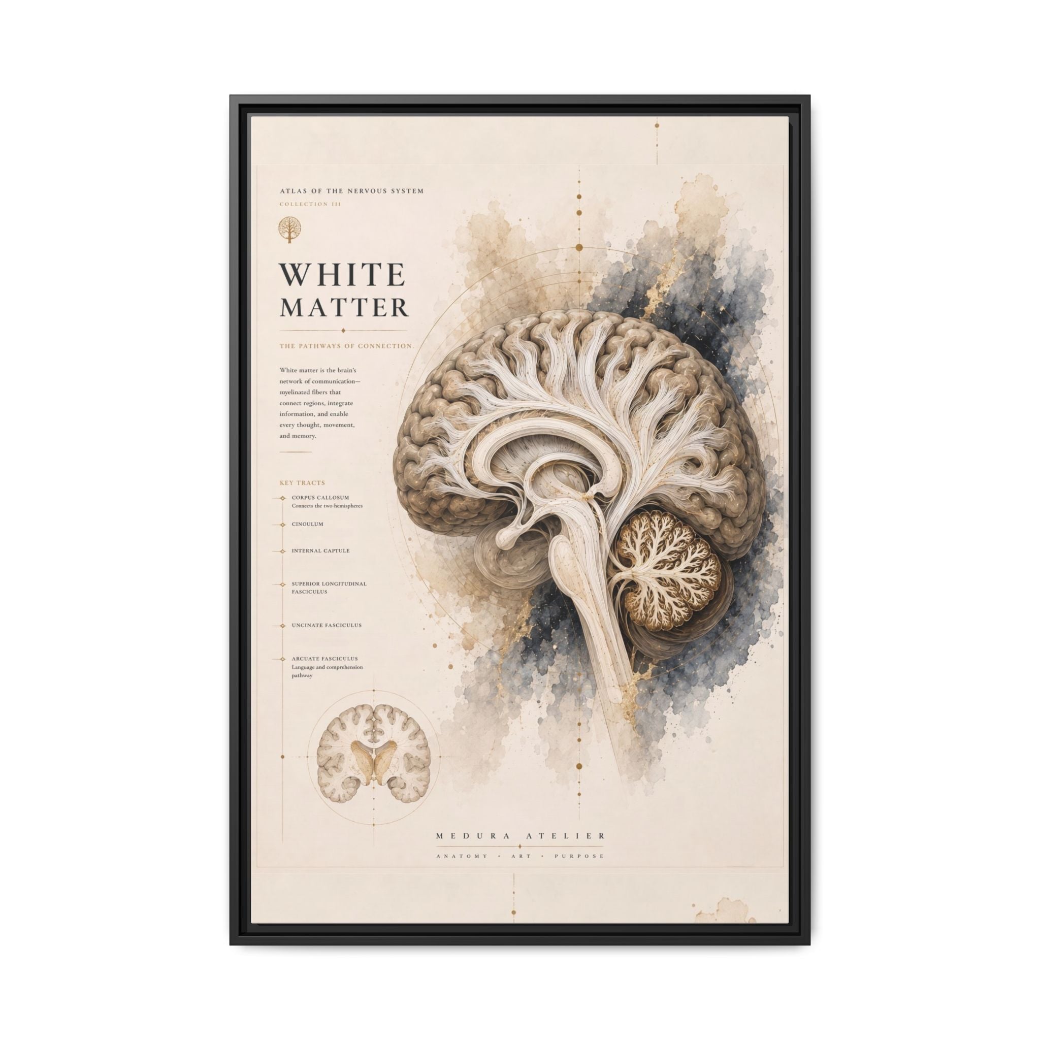 White Matter Brain Wall Art | Luxury Neuroscience Canvas Print | Museum-Inspired Fine Art