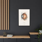 Anatomical Eye Canvas Print | Luxury Ophthalmology Wall Art | Museum-Inspired Medical Decor