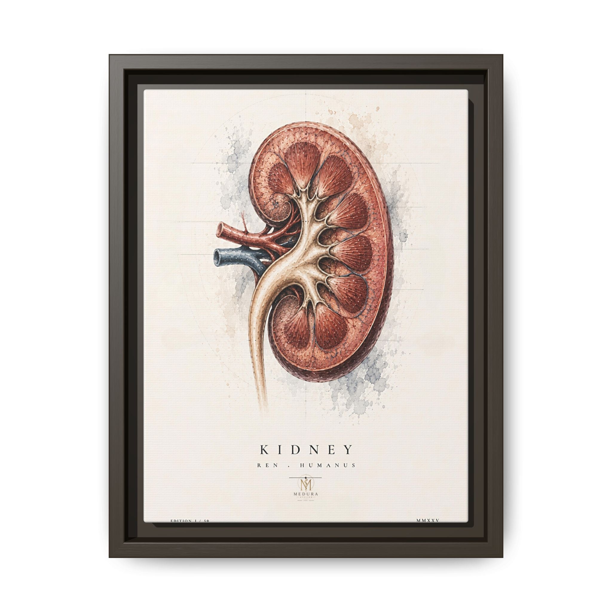 Anatomical Kidney Wall Art | Luxury Nephrology Canvas Print | Museum-Inspired Fine Art