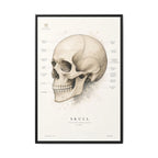 Anatomical Skull Wall Art | Luxury Medical Canvas Print | Museum-Inspired Fine Art