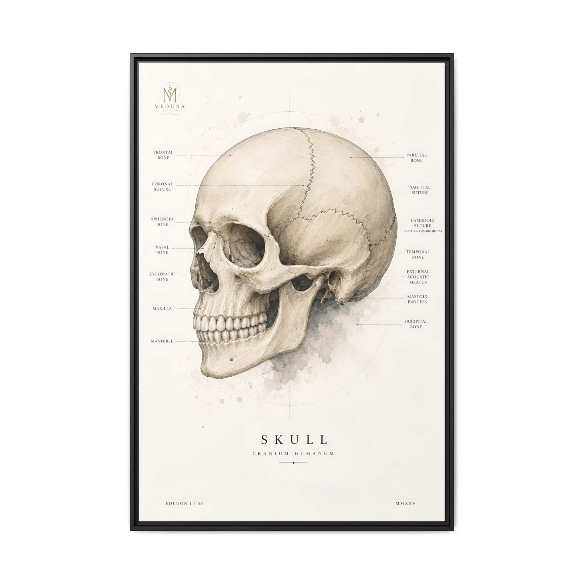 Anatomical Skull Wall Art | Luxury Medical Canvas Print | Museum-Inspired Fine Art