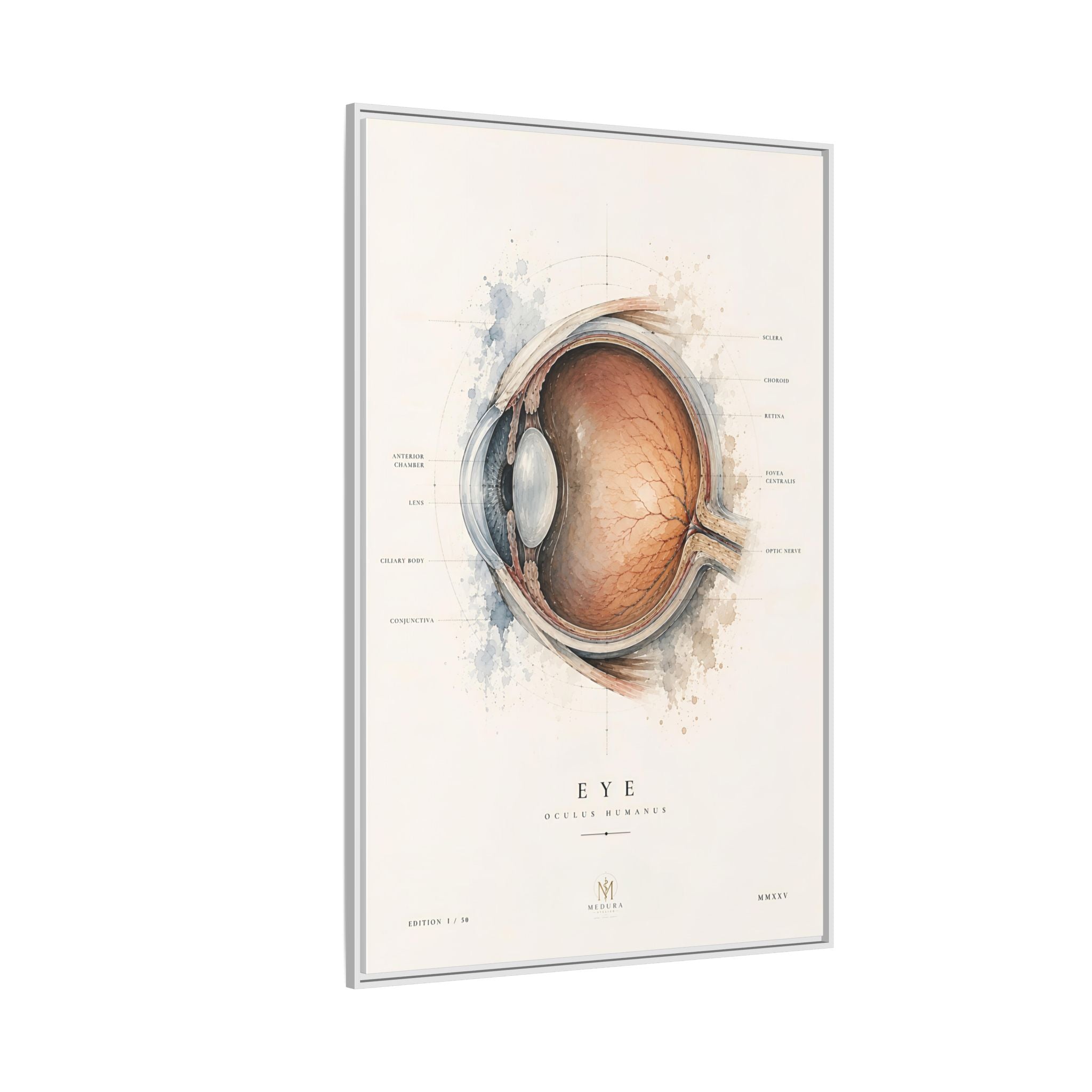 Anatomical Eye Canvas Print | Luxury Ophthalmology Wall Art | Museum-Inspired Medical Decor