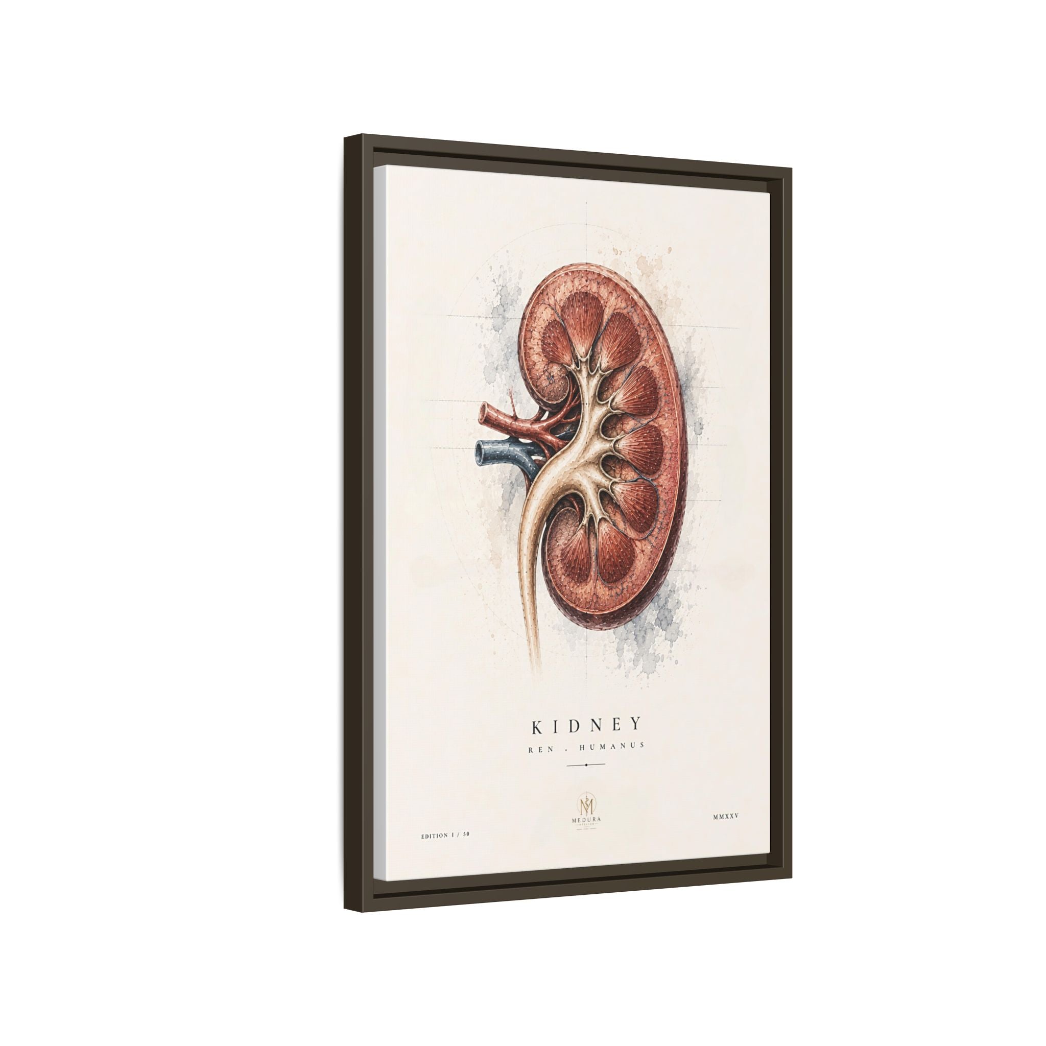 Anatomical Kidney Wall Art | Luxury Nephrology Canvas Print | Museum-Inspired Fine Art
