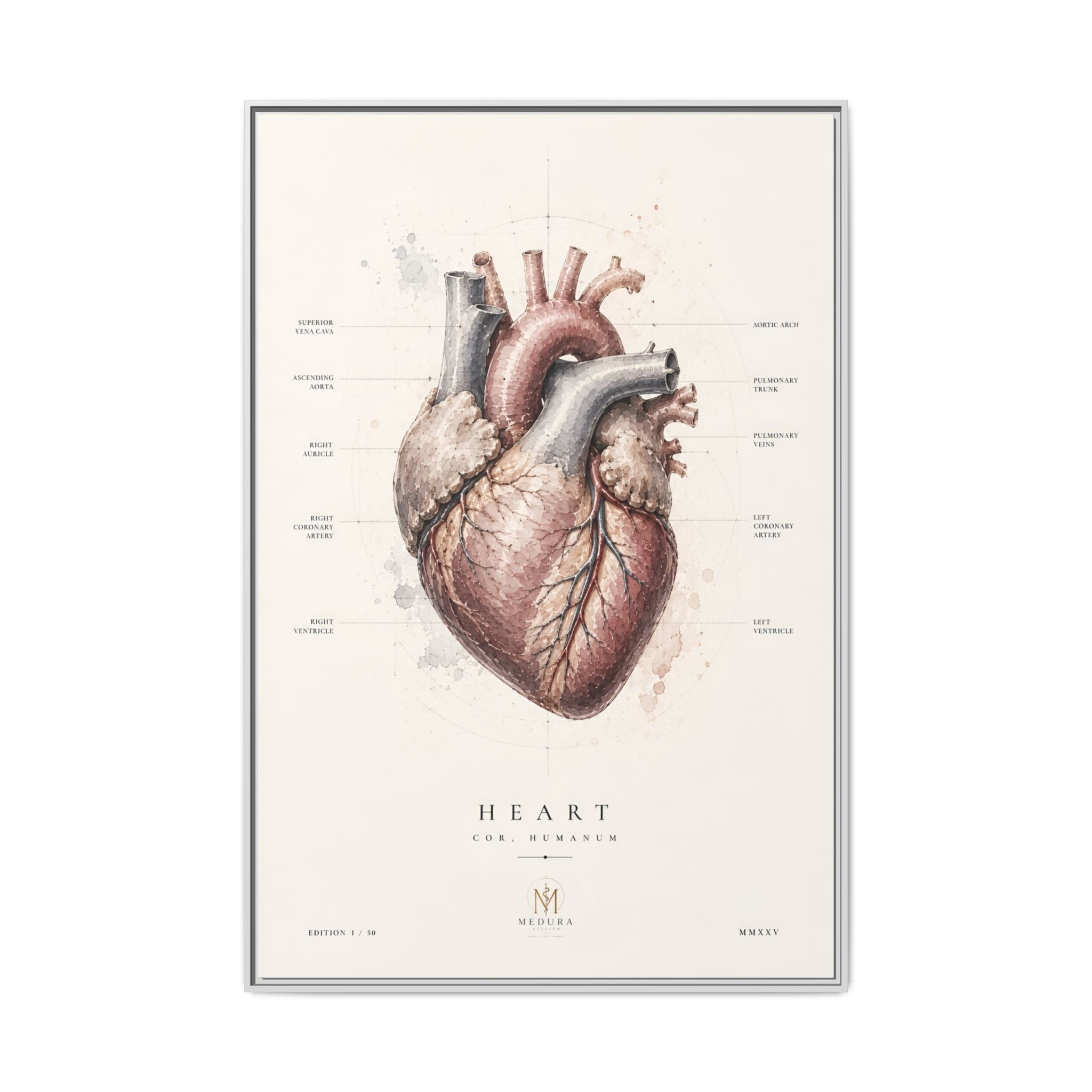 Anatomical Heart Wall Art | Luxury Medical Canvas Print | Museum-Inspired Fine Art