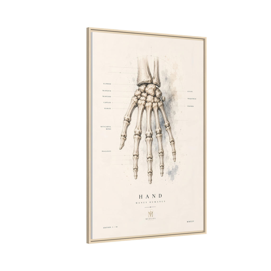 Anatomical Hand Skeleton Wall Art | Luxury Orthopaedic Canvas Print | Museum-Inspired Fine Art