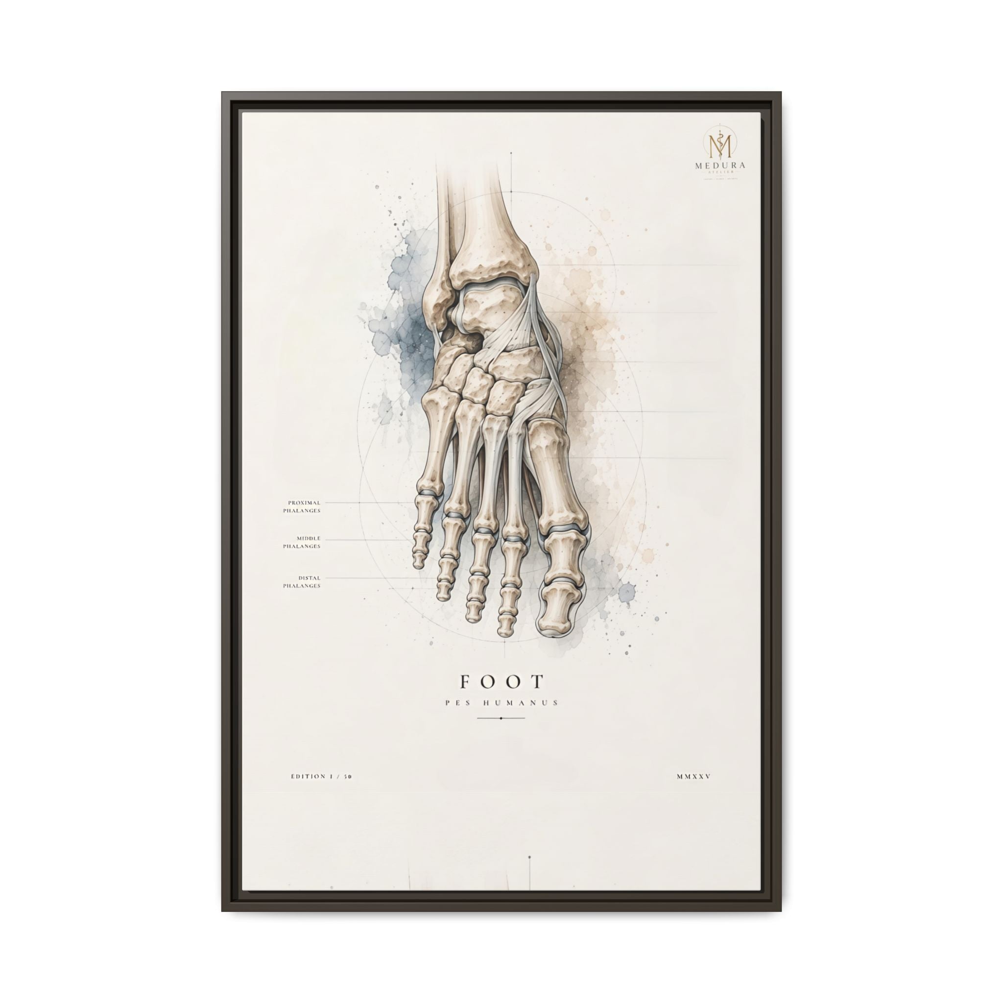 Anatomical Foot Skeleton Wall Art | Luxury Podiatry Canvas Print | Museum-Inspired Fine Art