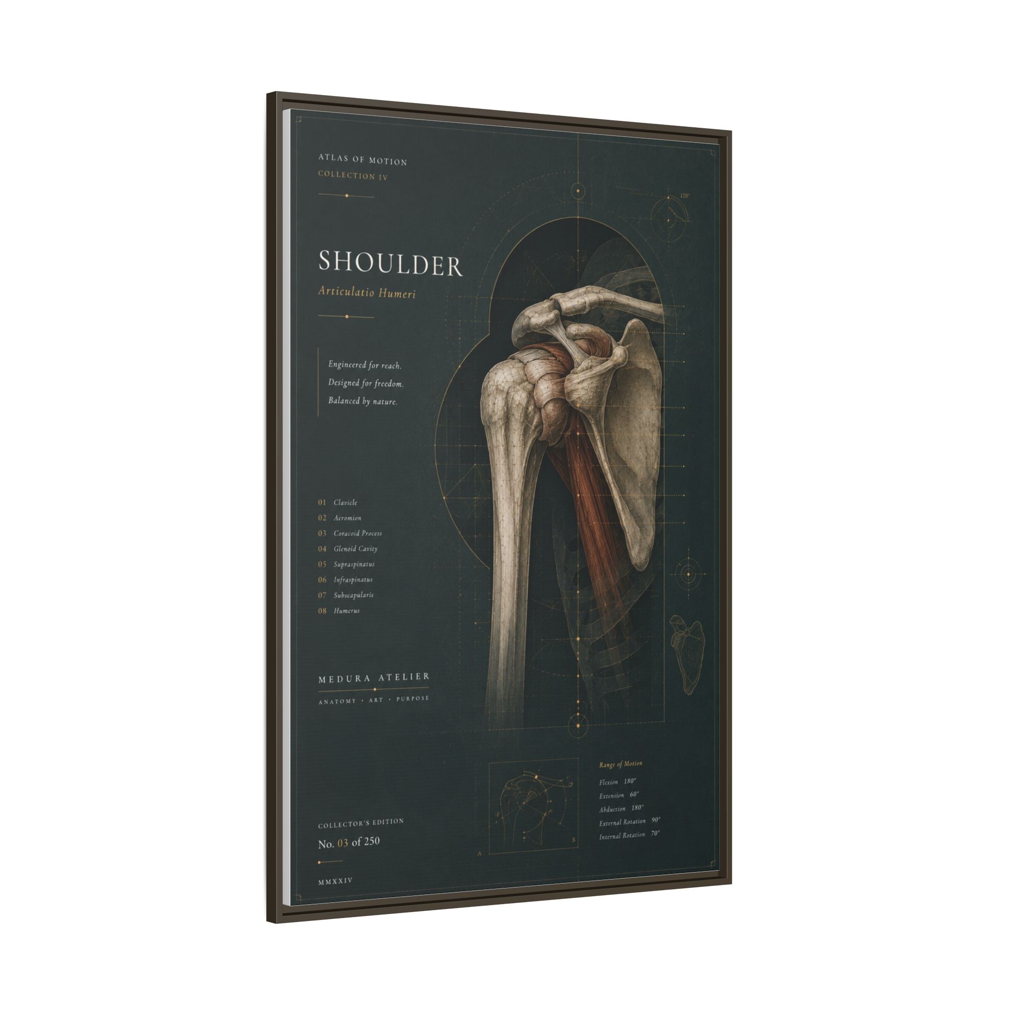 Copy of Atlas of Motion – Knee Wall Art | Luxury Orthopedic Canvas Print | Museum-Inspired Fine Art