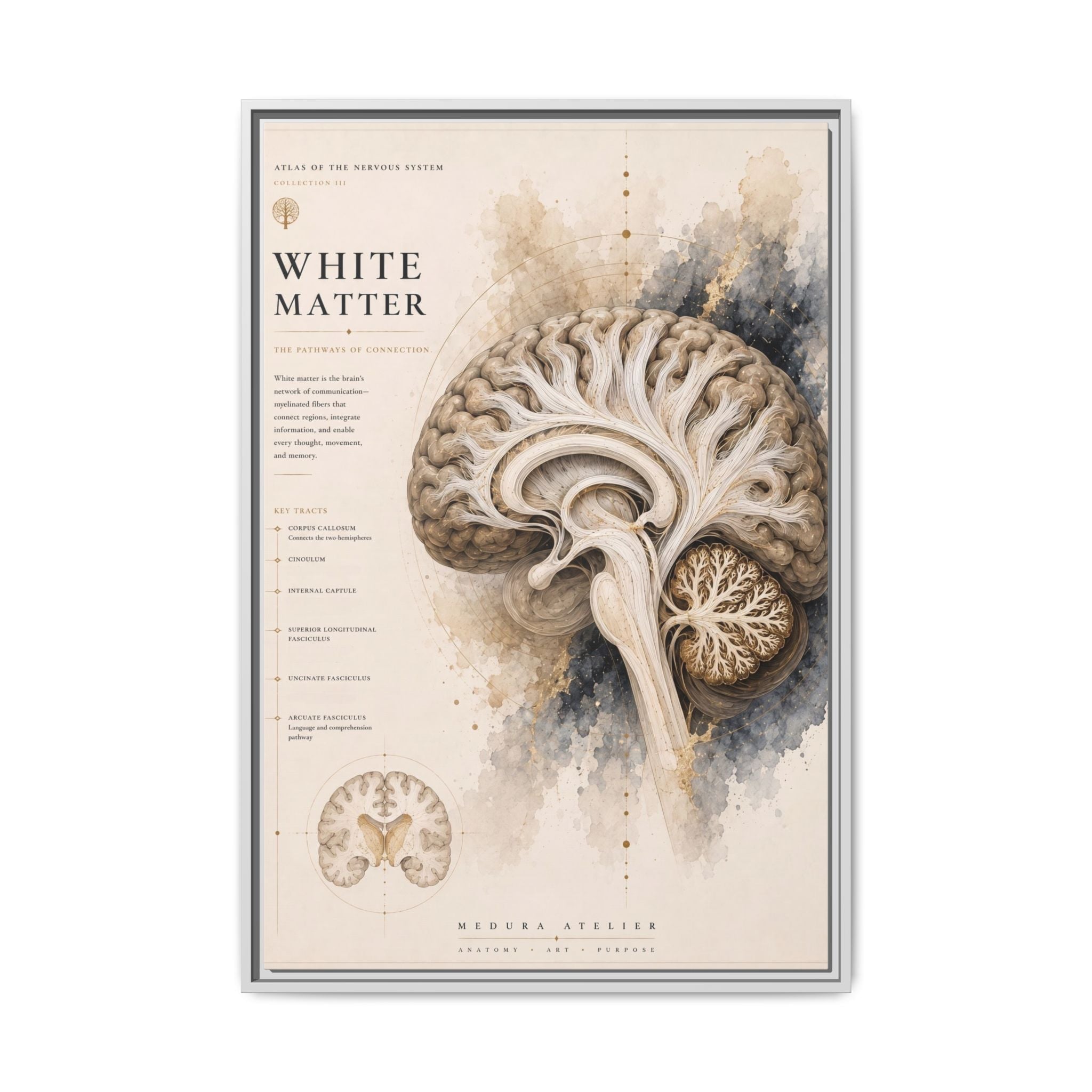 White Matter Brain Wall Art | Luxury Neuroscience Canvas Print | Museum-Inspired Fine Art