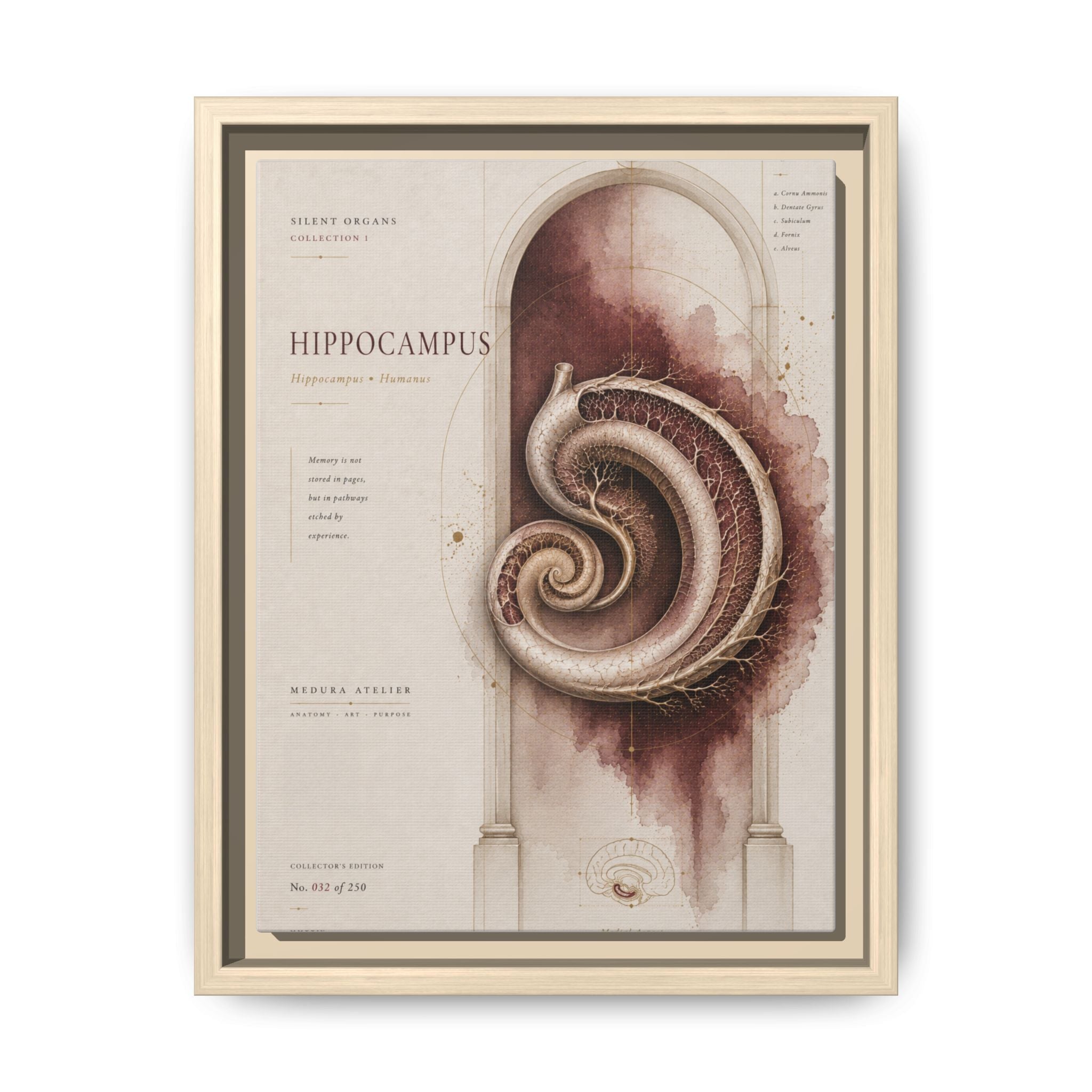 Silent Organs – Hippocampus Wall Art | Luxury Neuroscience Canvas Print | Museum-Inspired Fine Art