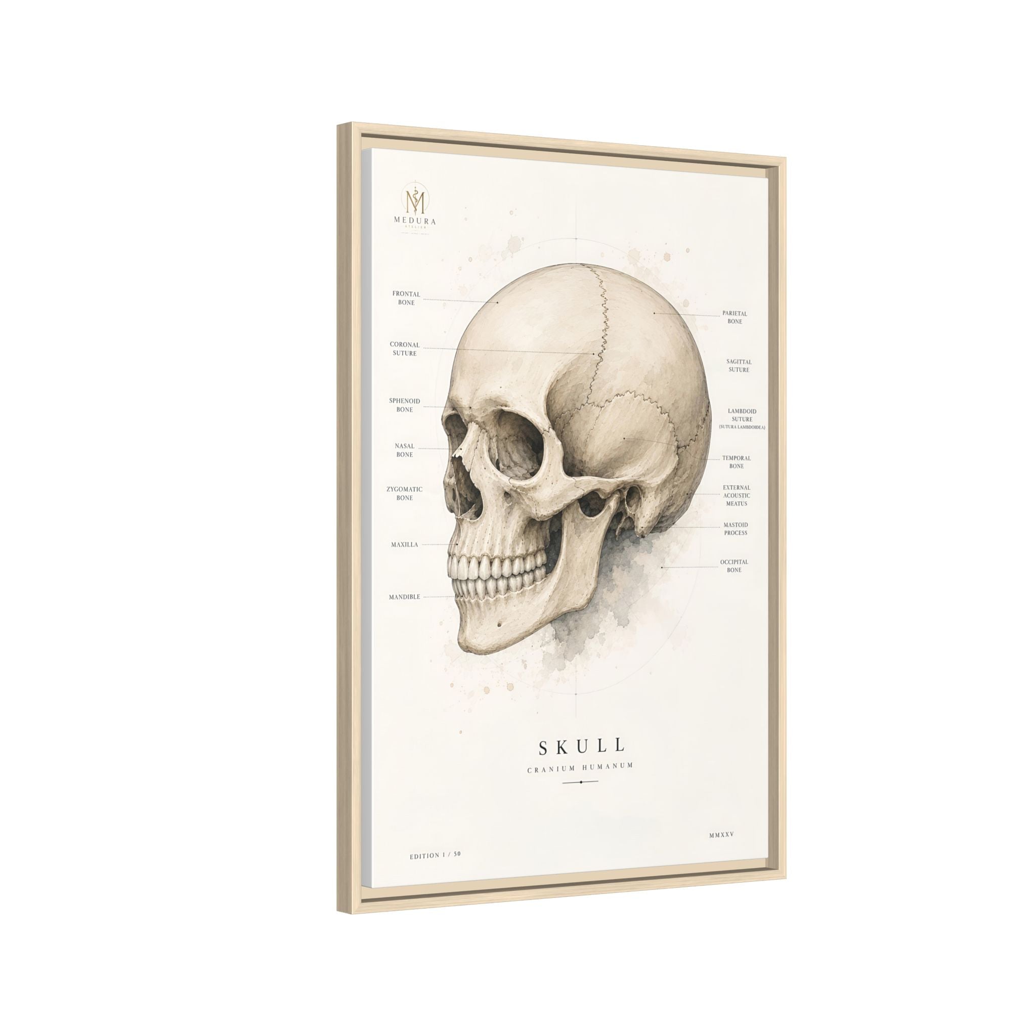 Anatomical Skull Wall Art | Luxury Medical Canvas Print | Museum-Inspired Fine Art