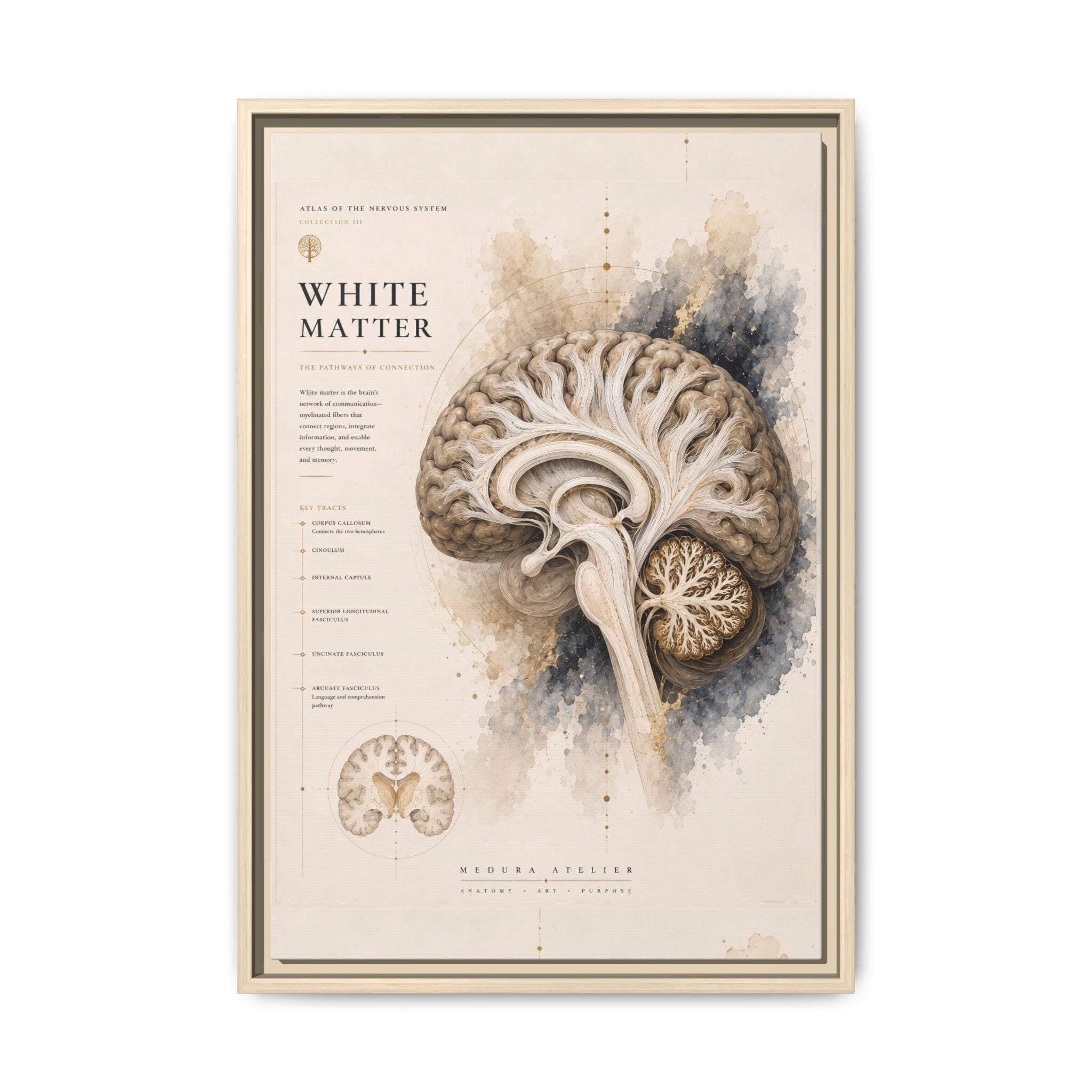 White Matter Brain Wall Art | Luxury Neuroscience Canvas Print | Museum-Inspired Fine Art