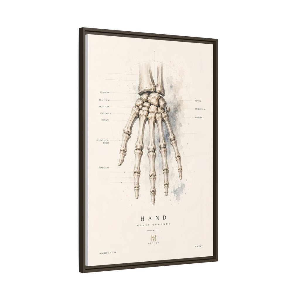 Anatomical Hand Skeleton Wall Art | Luxury Orthopaedic Canvas Print | Museum-Inspired Fine Art