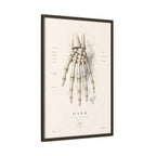 Anatomical Hand Skeleton Wall Art | Luxury Orthopaedic Canvas Print | Museum-Inspired Fine Art