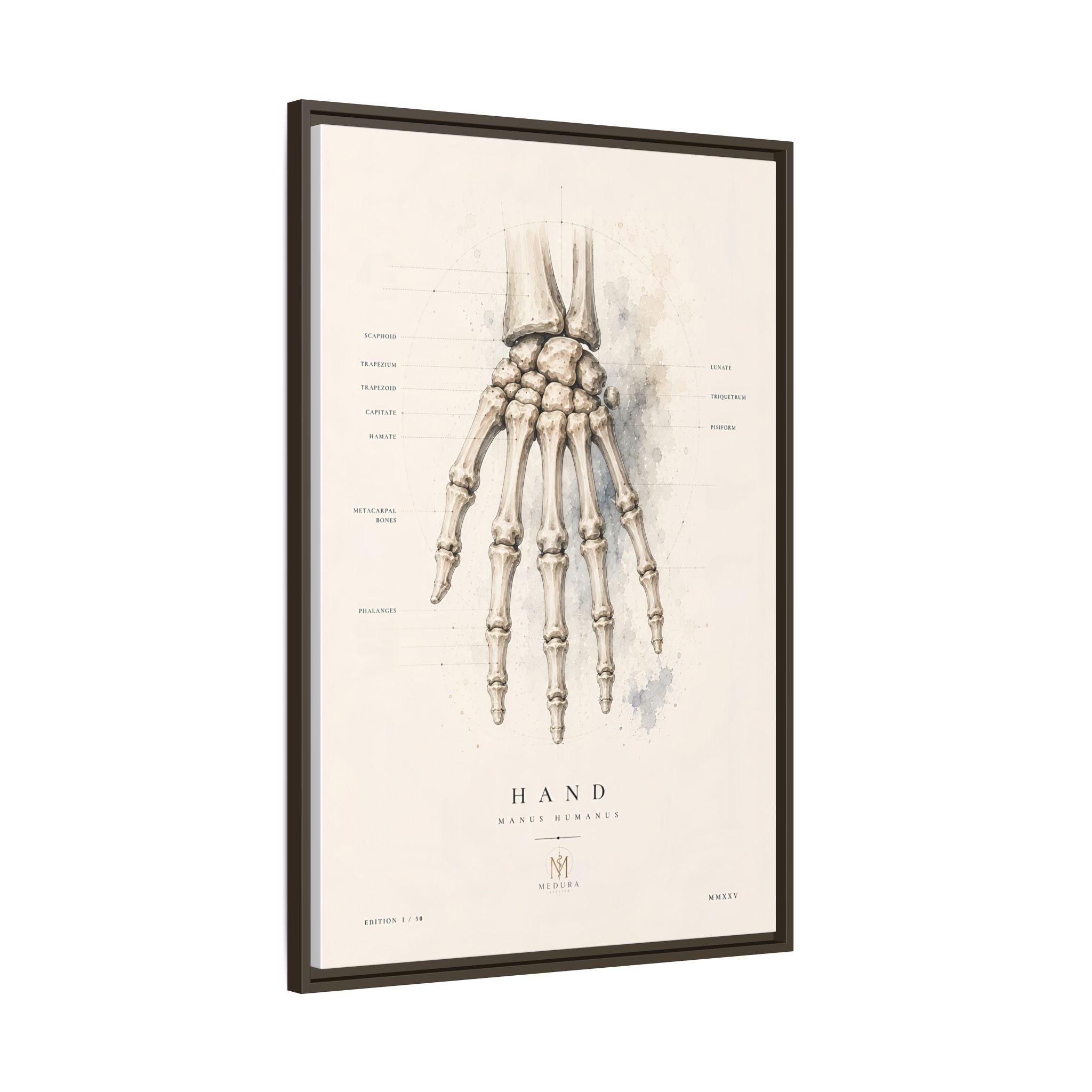 Anatomical Hand Skeleton Wall Art | Luxury Orthopaedic Canvas Print | Museum-Inspired Fine Art