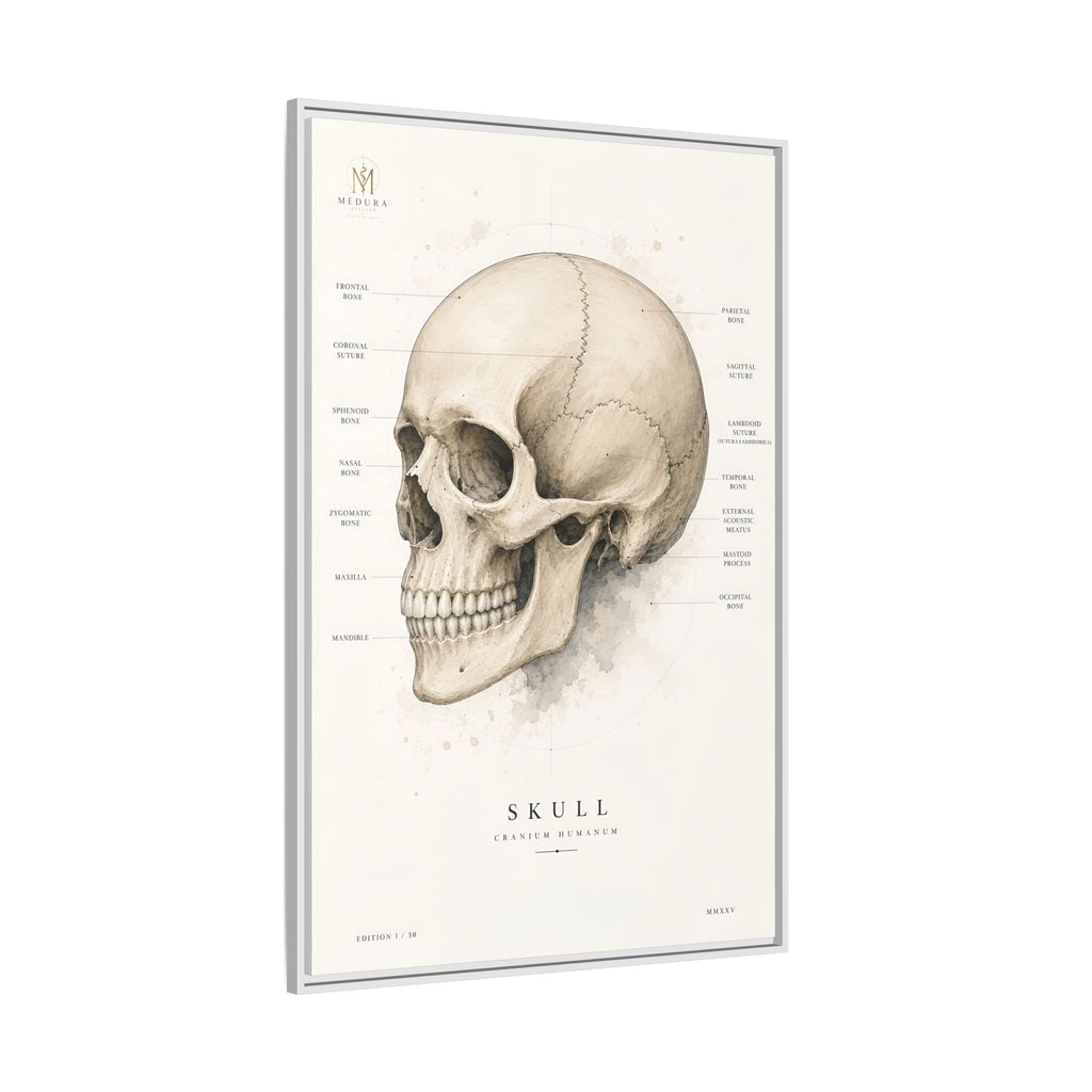 Anatomical Skull Wall Art | Luxury Medical Canvas Print | Museum-Inspired Fine Art
