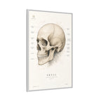 Anatomical Skull Wall Art | Luxury Medical Canvas Print | Museum-Inspired Fine Art