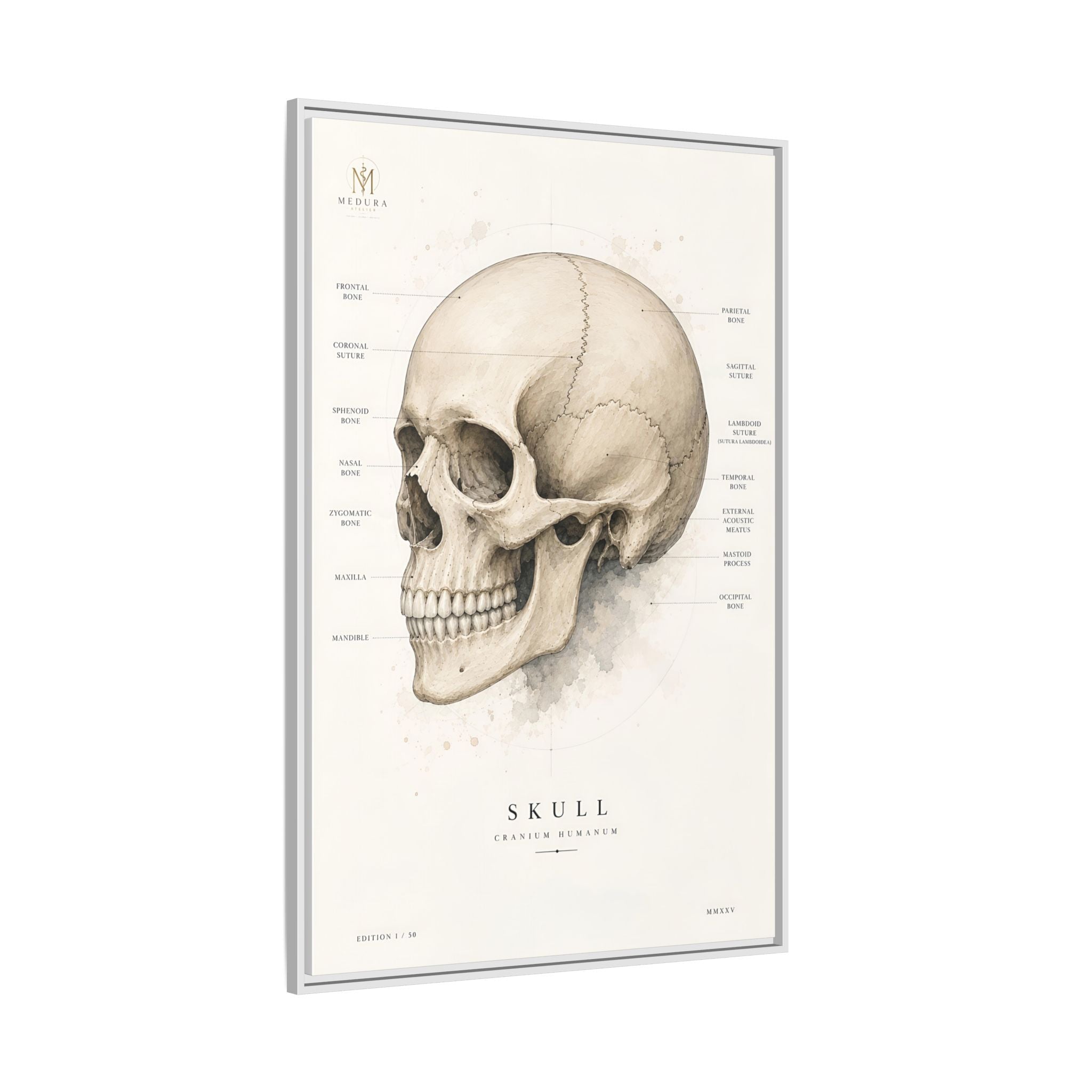 Anatomical Skull Wall Art | Luxury Medical Canvas Print | Museum-Inspired Fine Art