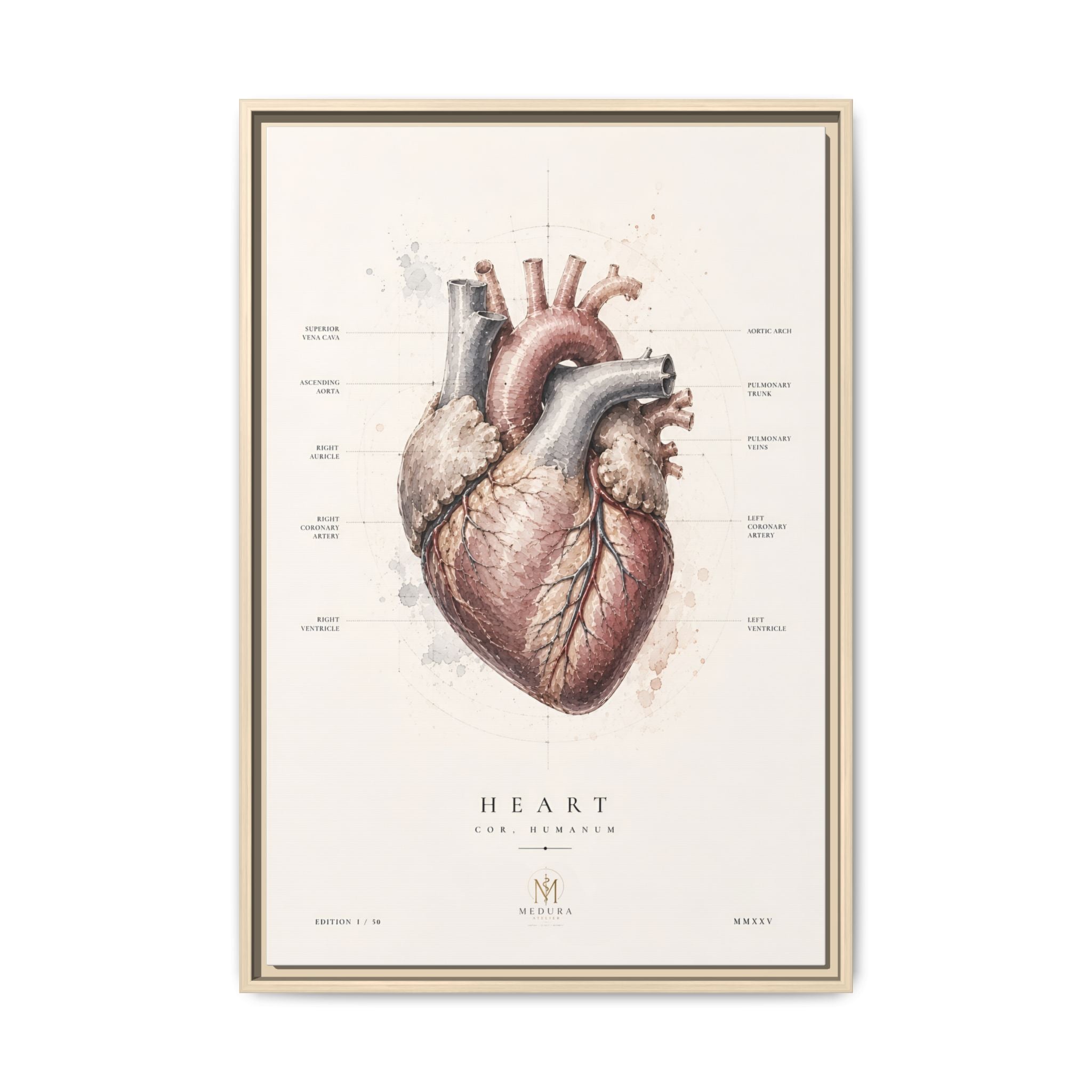 Anatomical Heart Wall Art | Luxury Medical Canvas Print | Museum-Inspired Fine Art