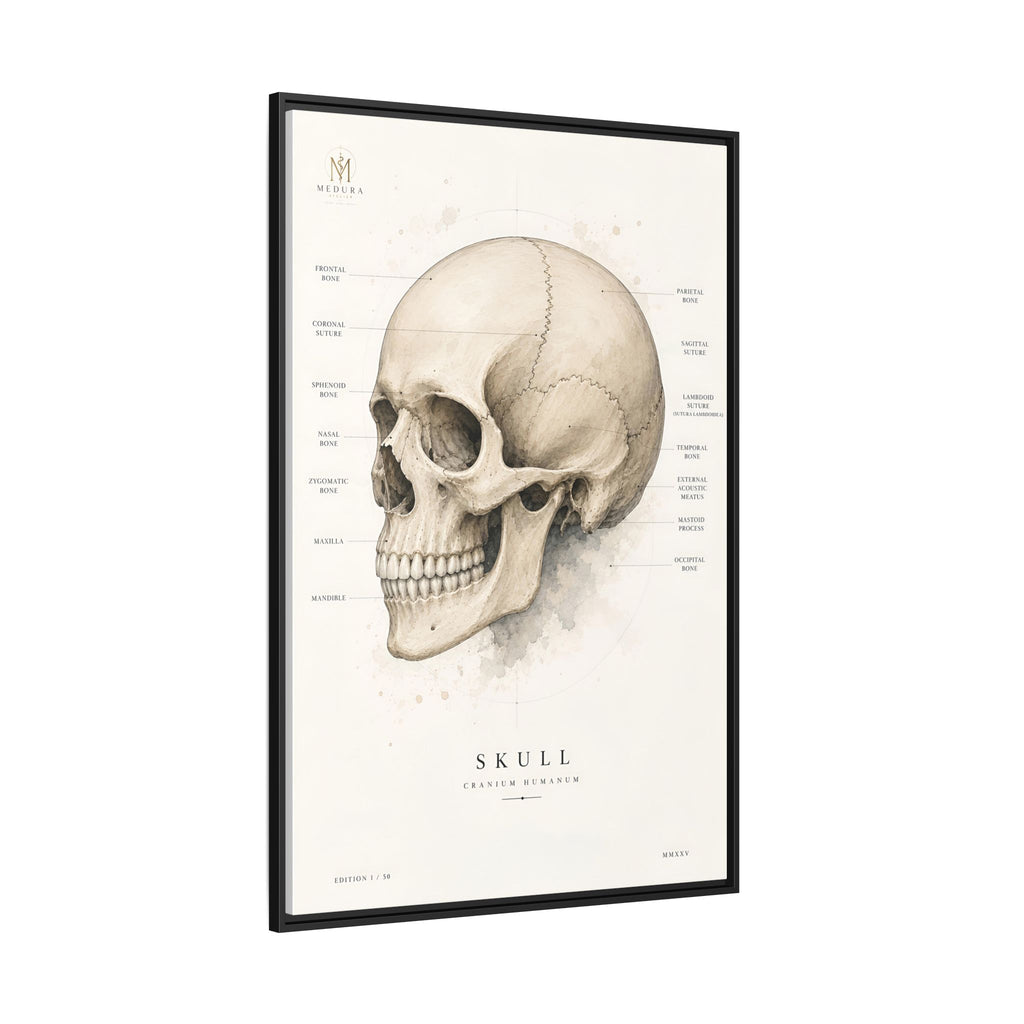 Anatomical Skull Wall Art | Luxury Medical Canvas Print | Museum-Inspired Fine Art
