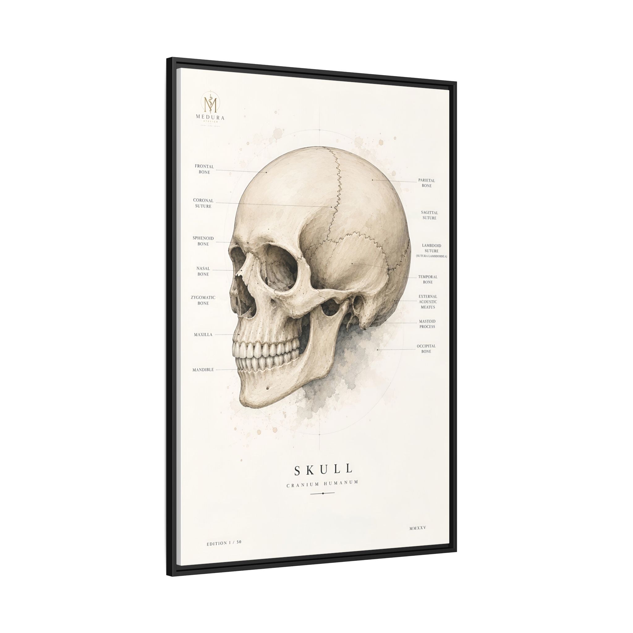 Anatomical Skull Wall Art | Luxury Medical Canvas Print | Museum-Inspired Fine Art