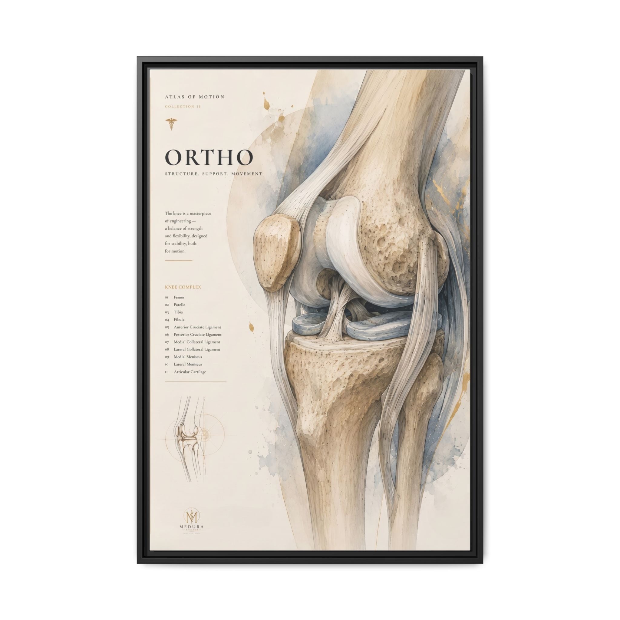 Orthopaedic Knee Anatomy Wall Art | Luxury Orthopedic Canvas Print | Museum-Inspired Fine Art