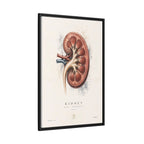 Anatomical Kidney Wall Art | Luxury Nephrology Canvas Print | Museum-Inspired Fine Art