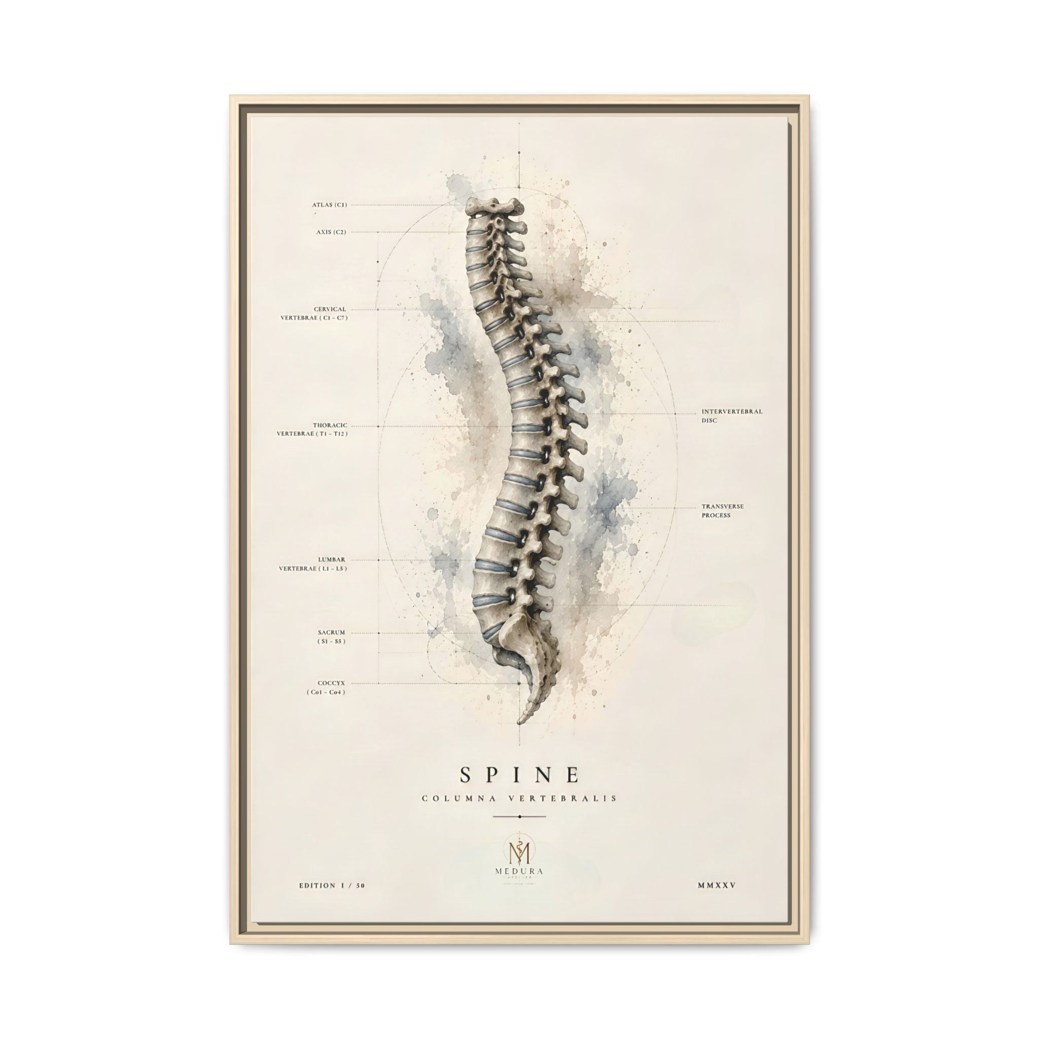 Anatomical Spine Wall Art | Luxury Vertebral Column Canvas Print | Museum-Inspired Fine Art