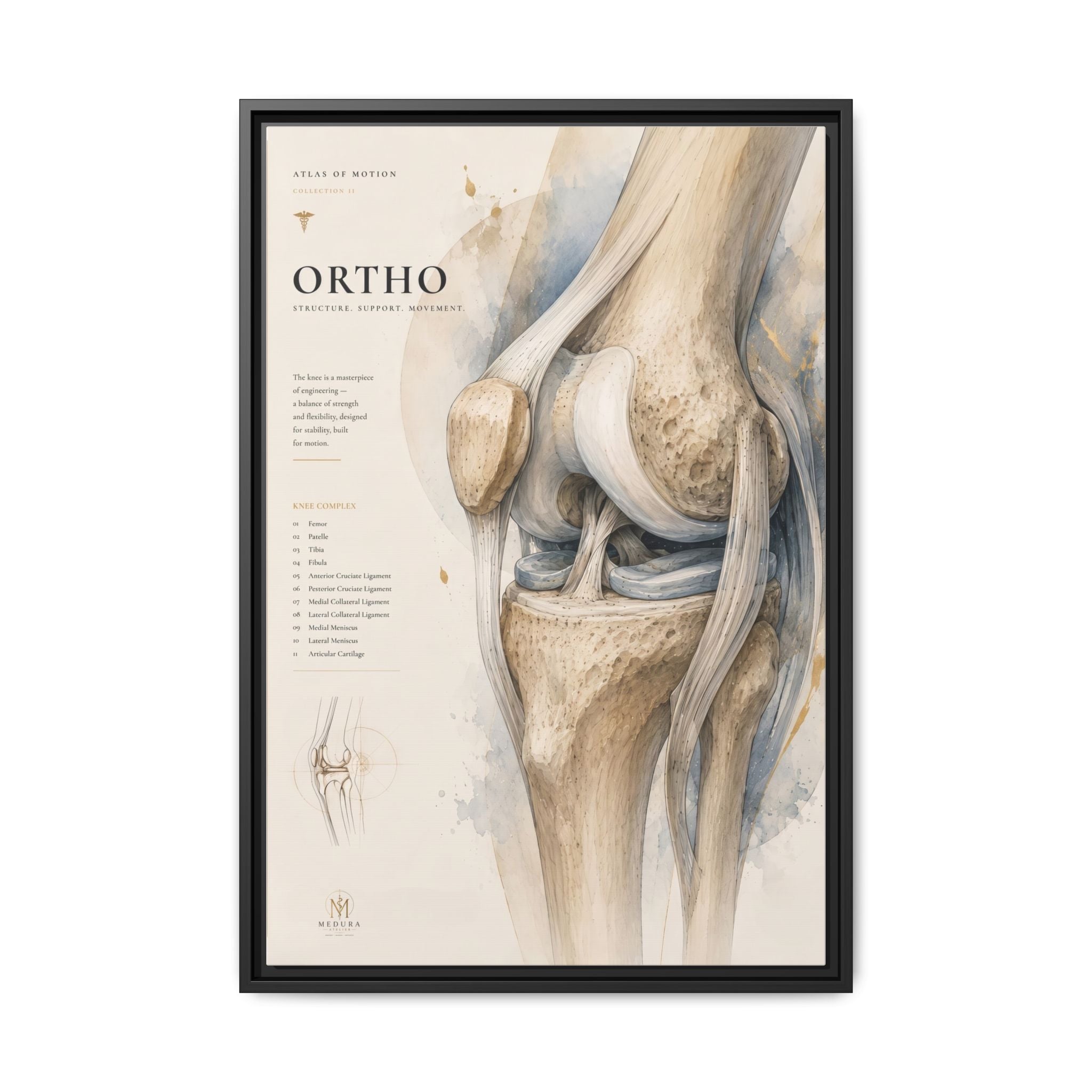 Orthopaedic Knee Anatomy Wall Art | Luxury Orthopedic Canvas Print | Museum-Inspired Fine Art
