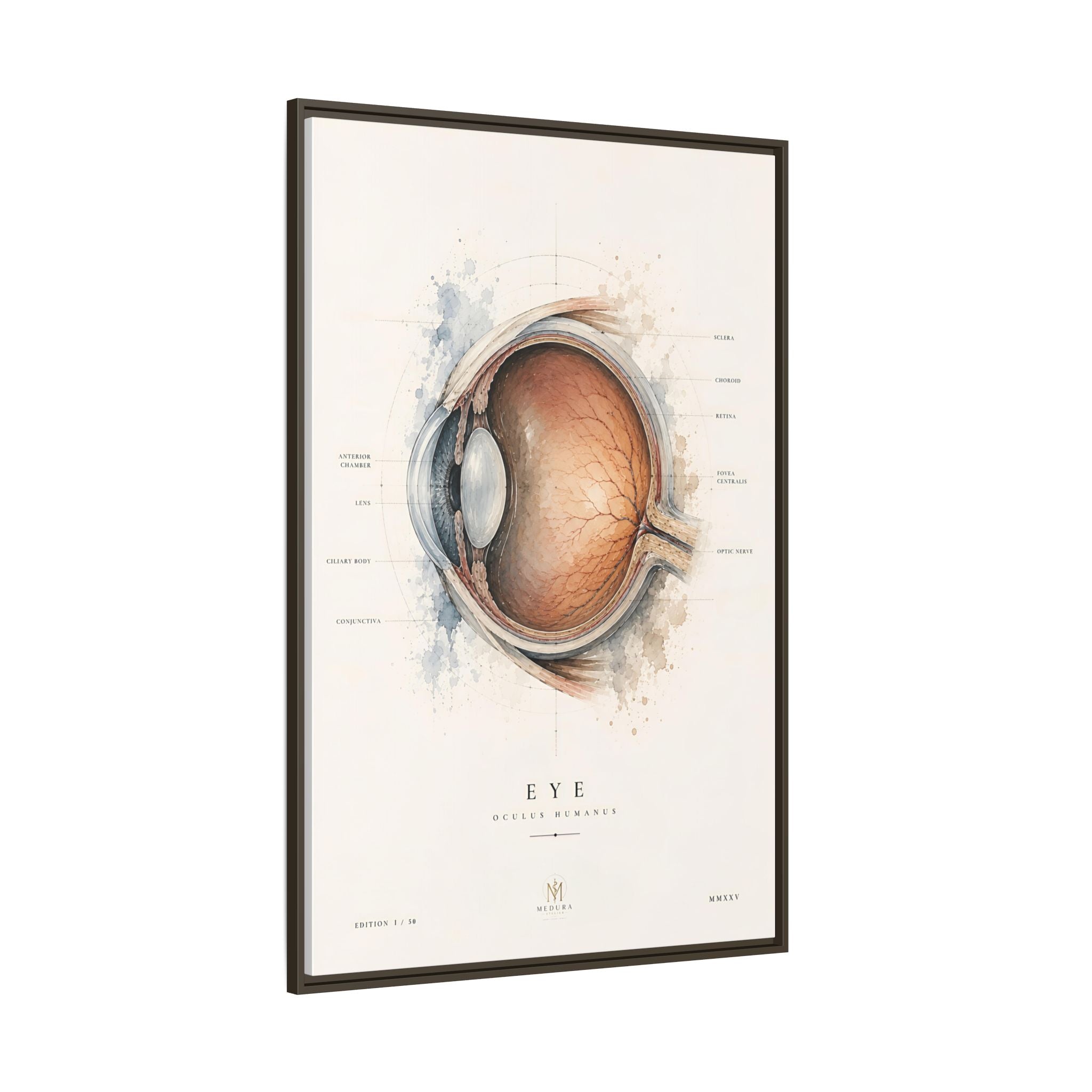 Anatomical Eye Canvas Print | Luxury Ophthalmology Wall Art | Museum-Inspired Medical Decor