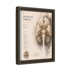 White Matter Brain Wall Art | Luxury Neuroscience Canvas Print | Museum-Inspired Fine Art
