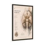 White Matter Brain Wall Art | Luxury Neuroscience Canvas Print | Museum-Inspired Fine Art