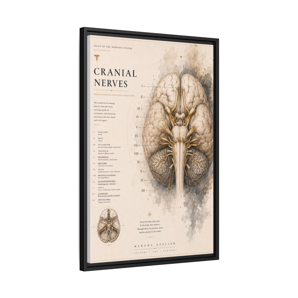 White Matter Brain Wall Art | Luxury Neuroscience Canvas Print | Museum-Inspired Fine Art
