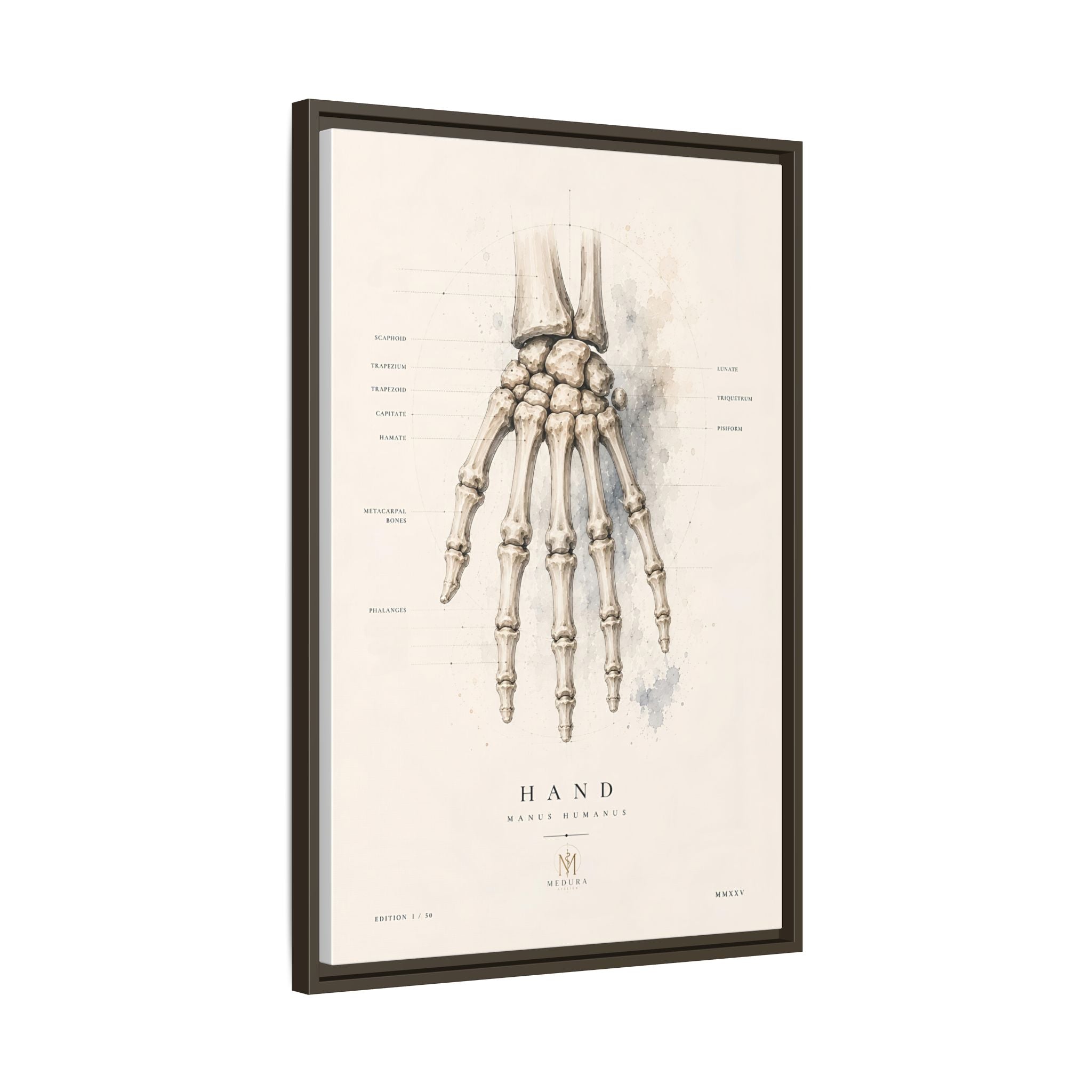 Anatomical Hand Skeleton Wall Art | Luxury Orthopaedic Canvas Print | Museum-Inspired Fine Art
