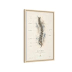 Anatomical Spine Wall Art | Luxury Vertebral Column Canvas Print | Museum-Inspired Fine Art
