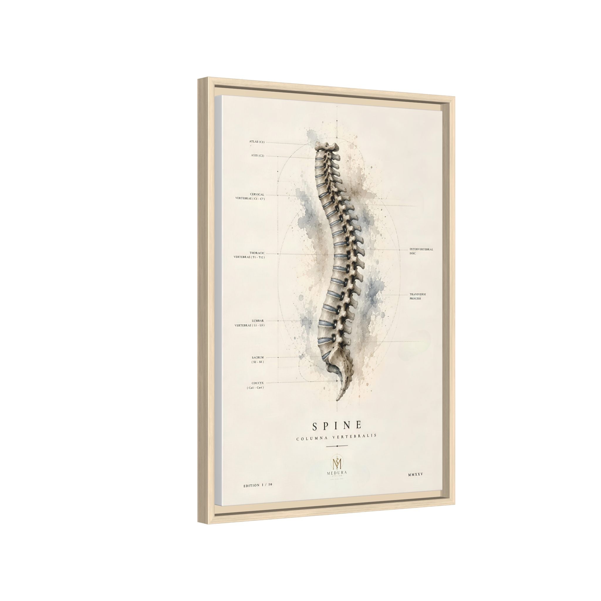 Anatomical Spine Wall Art | Luxury Vertebral Column Canvas Print | Museum-Inspired Fine Art
