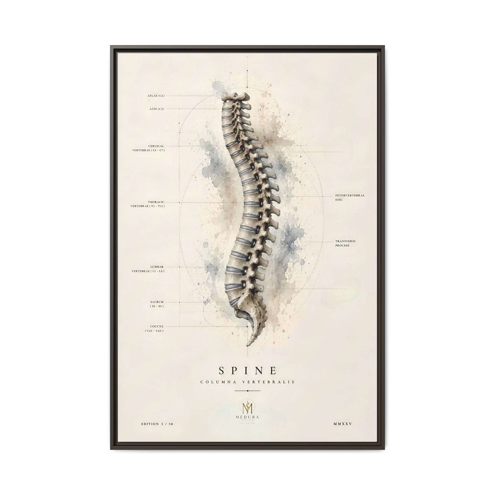 Anatomical Spine Wall Art | Luxury Vertebral Column Canvas Print | Museum-Inspired Fine Art
