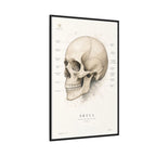 Anatomical Skull Wall Art | Luxury Medical Canvas Print | Museum-Inspired Fine Art