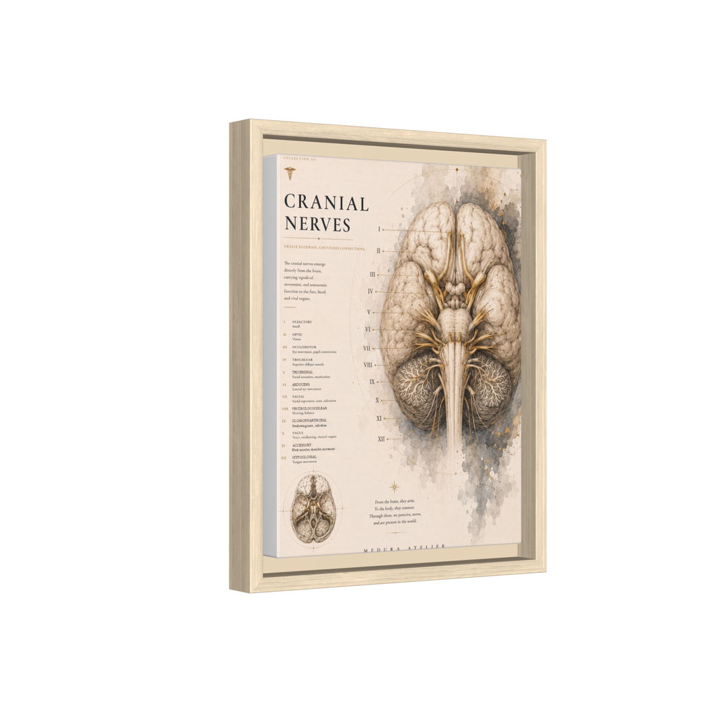 White Matter Brain Wall Art | Luxury Neuroscience Canvas Print | Museum-Inspired Fine Art