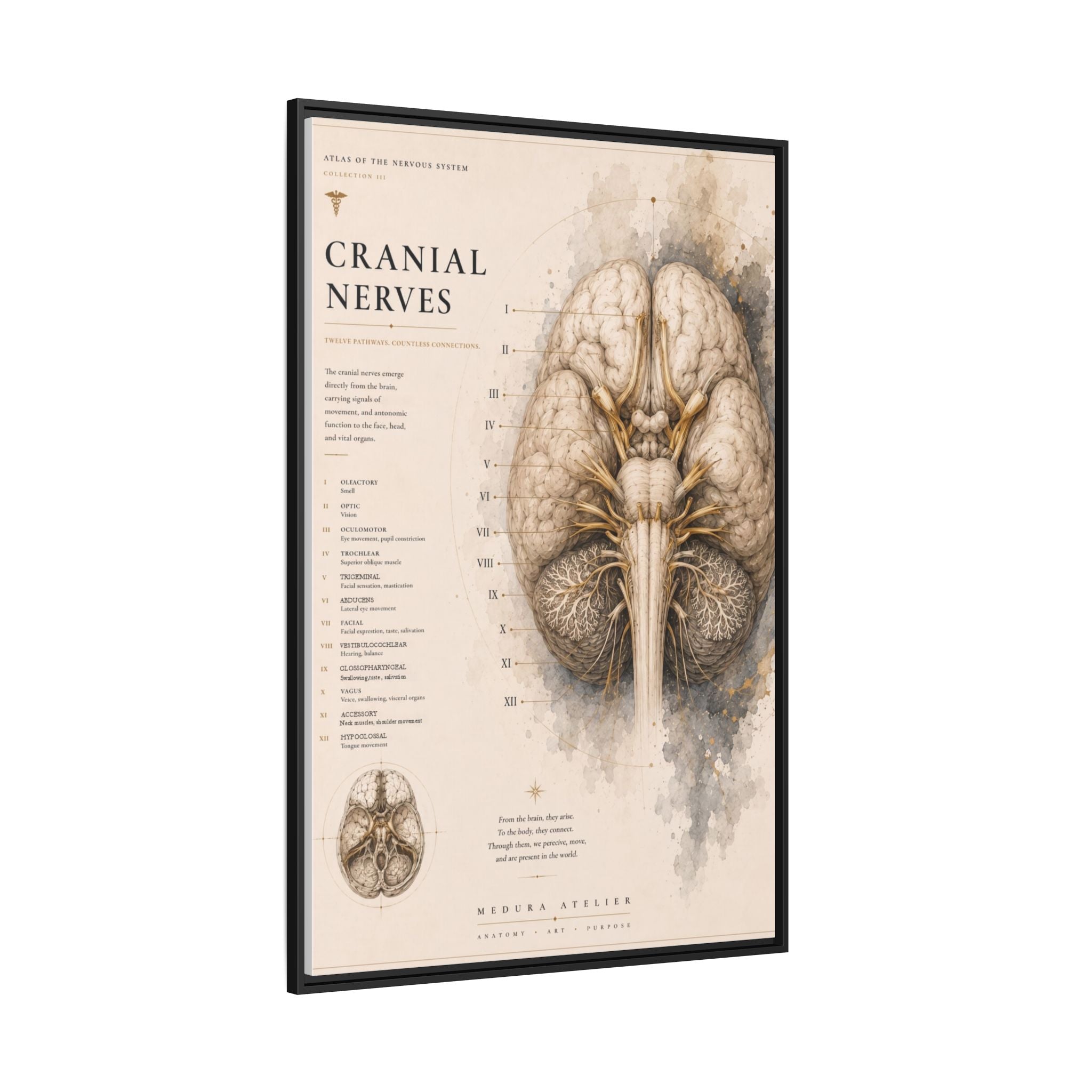White Matter Brain Wall Art | Luxury Neuroscience Canvas Print | Museum-Inspired Fine Art
