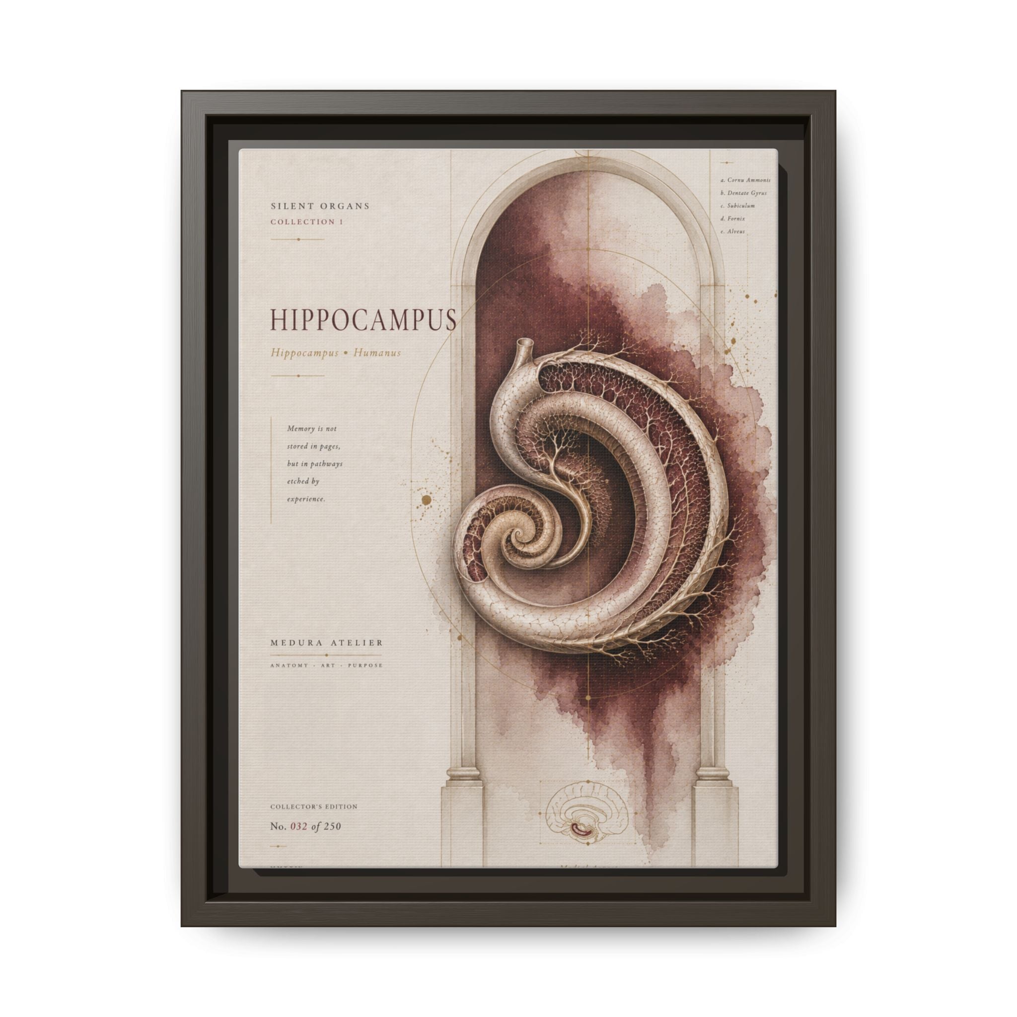 Silent Organs – Hippocampus Wall Art | Luxury Neuroscience Canvas Print | Museum-Inspired Fine Art
