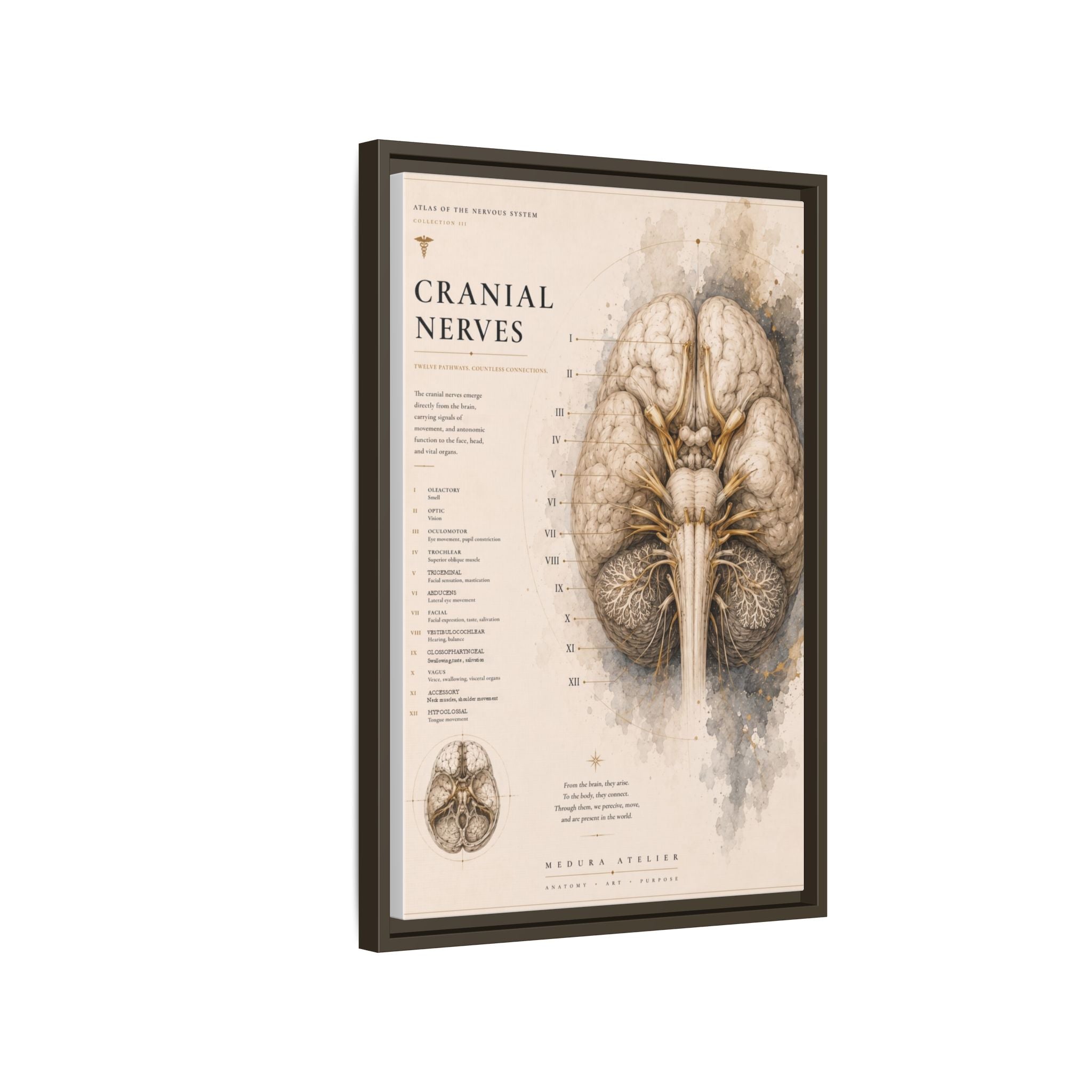 White Matter Brain Wall Art | Luxury Neuroscience Canvas Print | Museum-Inspired Fine Art