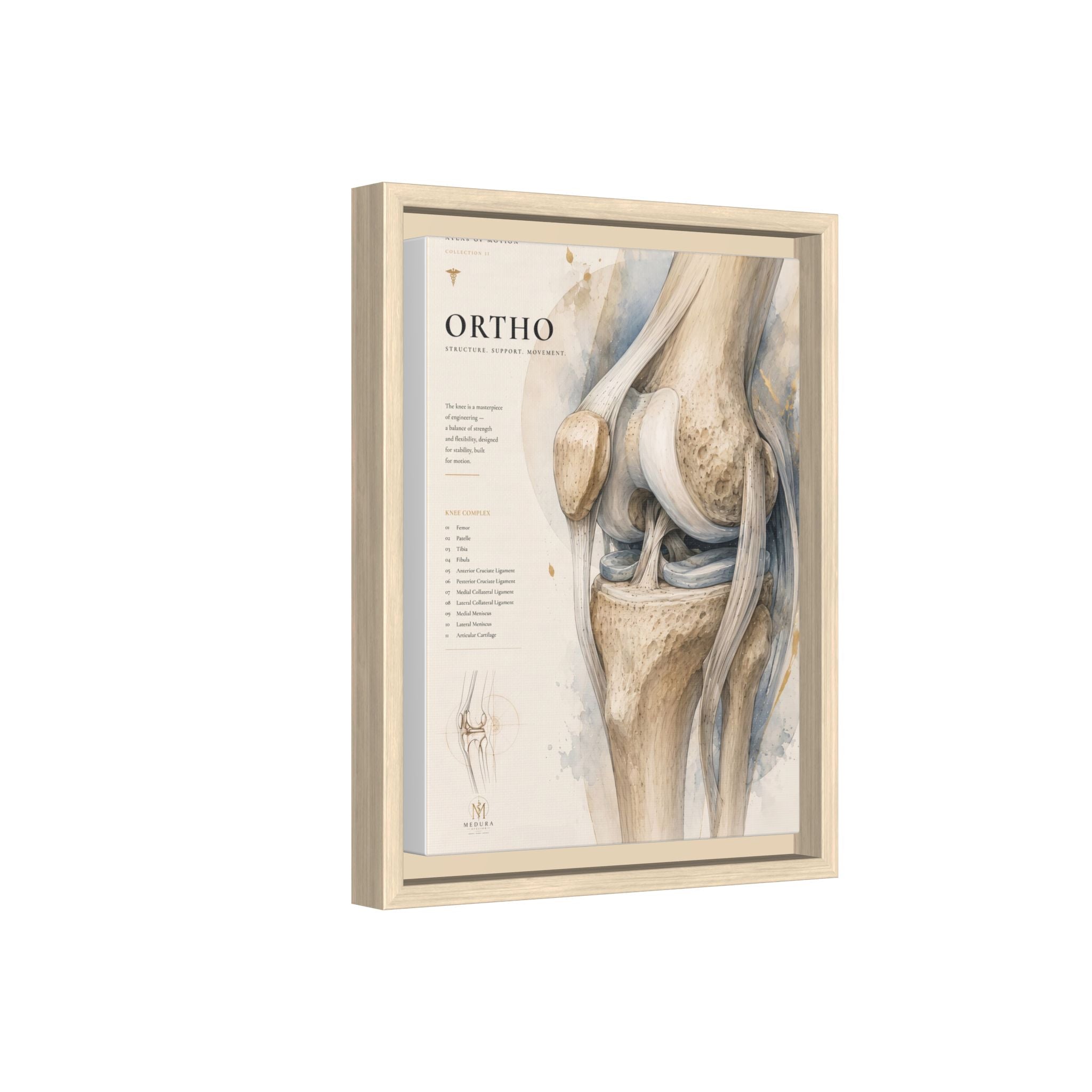 Orthopaedic Knee Anatomy Wall Art | Luxury Orthopedic Canvas Print | Museum-Inspired Fine Art